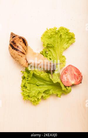 Les gros escargots d'achatina mangent des feuilles de laitue. Végétarisme, bien-être animal Banque D'Images