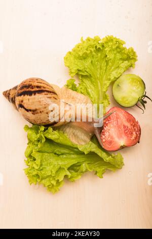 Les gros escargots d'achatina mangent des feuilles de laitue. Végétarisme, bien-être animal Banque D'Images