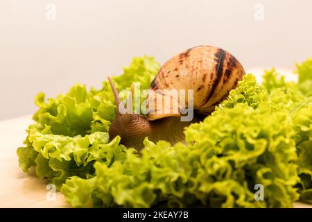 Les gros escargots d'achatina mangent des feuilles de laitue. Végétarisme, bien-être animal Banque D'Images