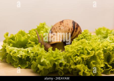 Les gros escargots d'achatina mangent des feuilles de laitue. Végétarisme, bien-être animal Banque D'Images