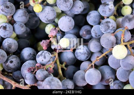 Les raisins charnus, lourds Isabella mûrissent d'une couleur rouge pourpre foncé; croissant en grappes sur une vigne, mangé comme fruit, et utilisé dans la fabrication du vin. Banque D'Images