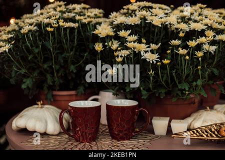 Composition d'automne chrysanthèmes blancs dans une casserole, citrouilles et tasses brunes Banque D'Images