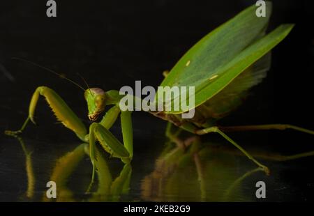 Portrait mignon grand vert de prière mantis sur un fond noir avec le reflet du corps Banque D'Images