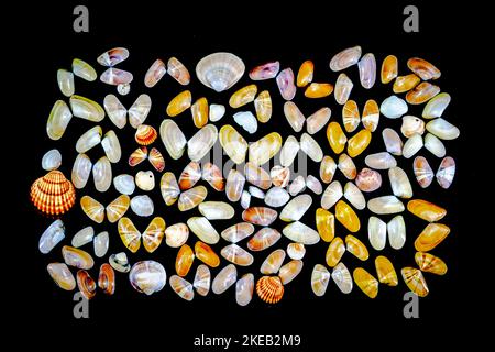 Collection de mollusques Donax variabilis ou coquina de palourdes d'eau salée coquillages ouverts et coquillages. Macro-photographie dans un arrière-plan sombre d'une variété de dif Banque D'Images