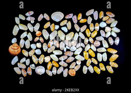 Collection de mollusques Donax variabilis ou coquina de palourdes d'eau salée coquillages ouverts et coquillages. Macro-photographie dans un arrière-plan sombre d'une variété de dif Banque D'Images