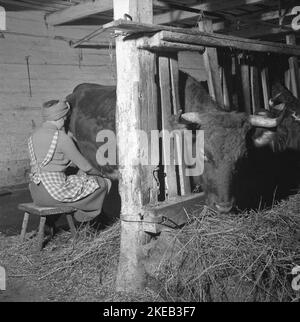 Dans le 1950s. Une femme traite une vache. Suède février 16 1951. Conard réf. 1616 Banque D'Images