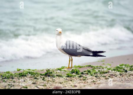 Un kingfisher reposant sur la rive sablonneuse de la mer. La mouette est un oiseau de mer à longue pattes de toile avec un trait strident, blanc, gris, plumage noir. Banque D'Images