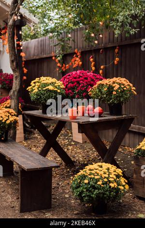 Compositions d'automne de magnifiques chrysanthèmes dans la cour près de la maison Banque D'Images