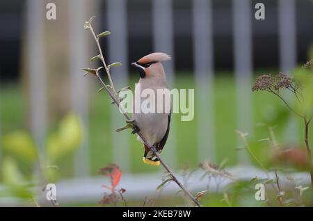 Alimentation de Waxwing (Bombycilla garrulus). Europe Banque D'Images