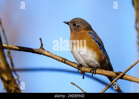 Photo sélective d'un Bluebird de l'est perché sur une branche d'un parc Banque D'Images