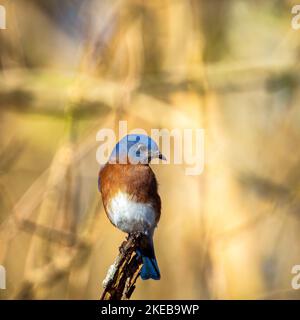 Photo sélective d'un Bluebird de l'est perché sur une branche d'un parc Banque D'Images