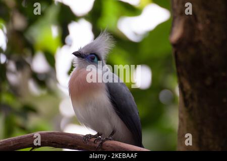 Photo d'un oiseau de coua à crête perché sur une branche d'arbre Banque D'Images