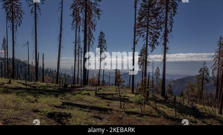 Kings Canyon National Park, la forêt avec beaucoup d'arbres brûlés après les grands feux de forêt causés par la sécheresse prolongée, Californie, Etats-Unis Banque D'Images