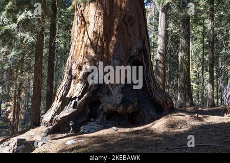 Sequoia National Park, la forêt avec beaucoup d'arbres brûlés après les grands feux de forêt causés par la sécheresse prolongée, Californie, Etats-Unis Banque D'Images