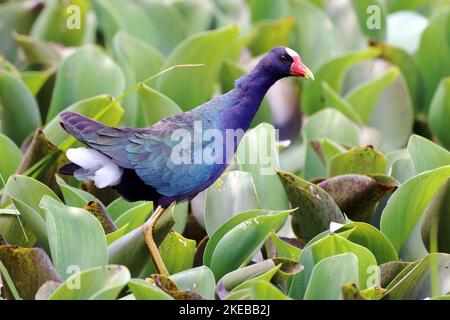 Violet Gallinule (Porphyrio martinica) marchant parmi la végétation aquatique. Oiseau d'eau Banque D'Images