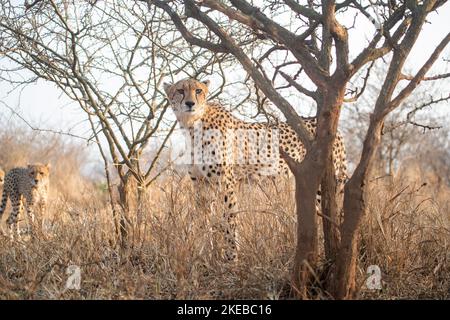 Les cheetahs se déplacent dans la brousse en début de matinée en Afrique du Sud Banque D'Images