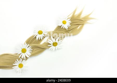Cheveux naturels blonds avec fleur de camomille sur fond blanc. Morceau de cheveux blond sur fond blanc Banque D'Images
