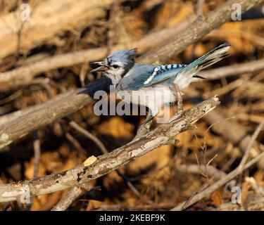 Gros plan d'un oiseau bleu geai perché sur une branche en bois Banque D'Images