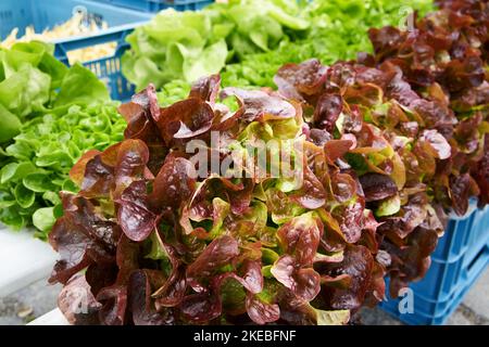 Laitue fraîche rouge et verte dans des caisses bleues sur le marché agricole Banque D'Images