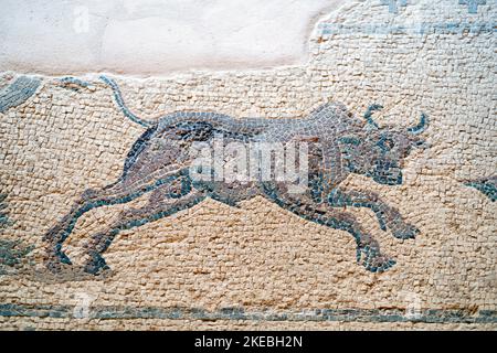 Maison de Dionysos, Paphos: Scène de chasse la mosaïque romaine de sol dépeint un taureau de charge. Banque D'Images