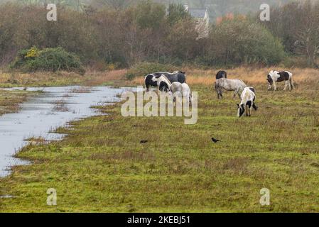 Inchydoney, West Cork, Irlande. 11th novembre 2022. Lors d'une journée de pluie et de fonte à West Cork, des chevaux sauvages s'empaissent sur un sol engorgé. Crédit : AG News/Alay Live News Banque D'Images