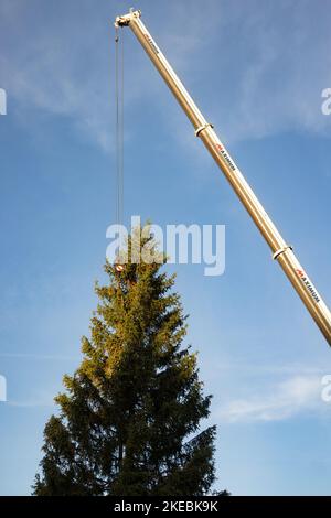 Erfurt, Allemagne. 11th novembre 2022. Avec l'aide d'une grue, une épinette de 24 mètres de haut est érigée pour le marché de Noël d'Erfurt. L'épicéa commun d'environ 80 ans d'une zone forestière près de Gehren va devenir la pièce maîtresse brillante du marché de Noël d'Erfurt en 172nd. Credit: Michael Reichel/dpa/Alay Live News Banque D'Images