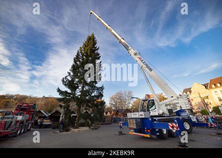 Erfurt, Allemagne. 11th novembre 2022. Avec l'aide d'une grue, une épinette de 24 mètres de haut est érigée pour le marché de Noël d'Erfurt. L'épicéa commun d'environ 80 ans d'une zone forestière près de Gehren va devenir la pièce maîtresse brillante du marché de Noël d'Erfurt en 172nd. Credit: Michael Reichel/dpa/Alay Live News Banque D'Images