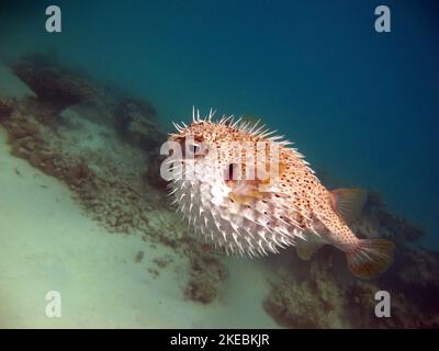 Hérissons de poissons. Poisson de hérisson à longues pointes - pousse jusqu'à 92 cm, se nourrit d'oursins et de crabes, chasses principalement la nuit. Banque D'Images