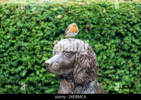 Robin reposant sur une statue de bronze du chien Max le miracle à Hope Park, Keswick, English Lake District. Banque D'Images