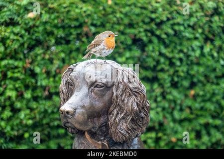 Robin reposant sur une statue de bronze du chien Max le miracle à Hope Park, Keswick, English Lake District. Banque D'Images