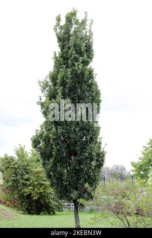 Poignée de colonne chêne, Quercus robur fastigiata. Banque D'Images