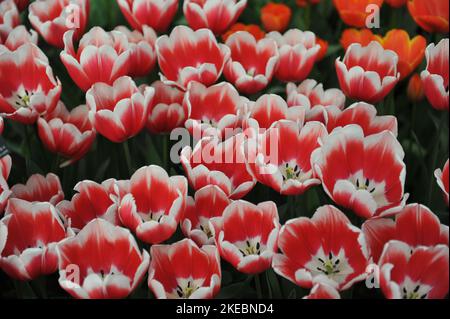 Rouge aux bords blancs tulipes de Triumph (Tulipa) floraison intemporelle dans un jardin en mars Banque D'Images