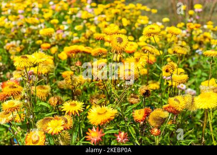 Plantation de Xerochrysum bracteatum, communément connue sous le nom de fleur éternelle dorée Banque D'Images