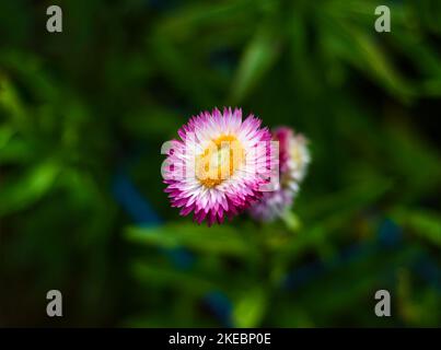 Fleur rose de Xerochrysum bracteatum, communément connue sous le nom de fleur éternelle dorée Banque D'Images