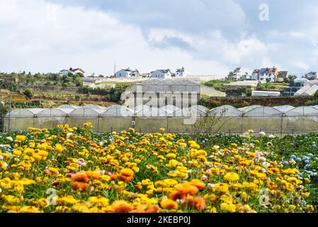 Plantation de Xerochrysum bracteatum, communément connue sous le nom de fleur éternelle dorée Banque D'Images