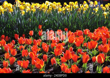 Tulipes Greigii (Tulipa) rouge-orange Bloom dans un jardin en avril Banque D'Images