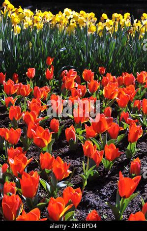 Tulipes Greigii (Tulipa) rouge-orange Bloom dans un jardin en avril Banque D'Images