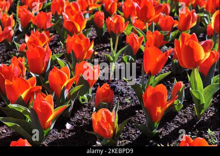 Tulipes Greigii (Tulipa) rouge-orange Bloom dans un jardin en avril Banque D'Images