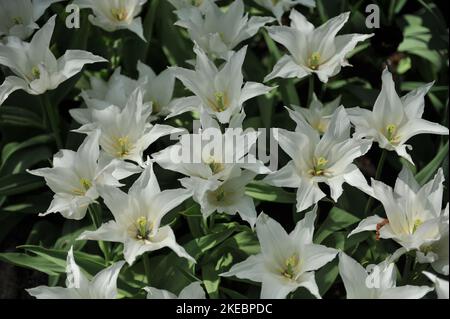 Tulipes blanches à fleurs de nénuphars (Tulipa) Tres fleur chic dans un jardin en avril Banque D'Images