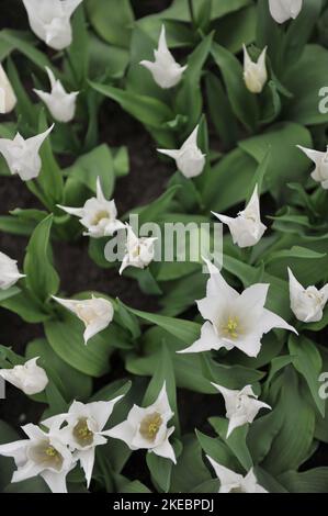 Tulipes blanches à fleurs de nénuphars (Tulipa) Tres fleur chic dans un jardin en avril Banque D'Images