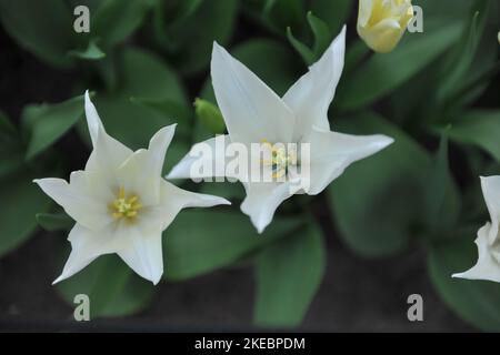 Tulipes blanches à fleurs de nénuphars (Tulipa) Tres fleur chic dans un jardin en avril Banque D'Images