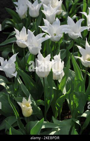 Tulipes blanches à fleurs de nénuphars (Tulipa) Tres fleur chic dans un jardin en avril Banque D'Images