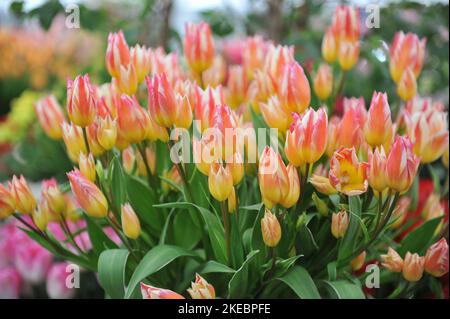 Un bouquet de tulipes rouges, jaunes et blanches Tricolette à feuilles variégées lors d'une exposition en mai Banque D'Images