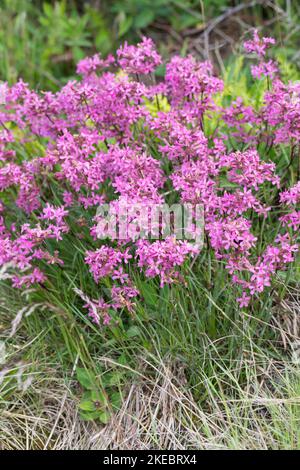 Gewöhnliche Pechnelke, Pechnelke, Silene viscaria, Viscaria vulgaris, mouche à chat collante, campion de Mclammy, campion de Mclammy, le Silène visqueux Banque D'Images