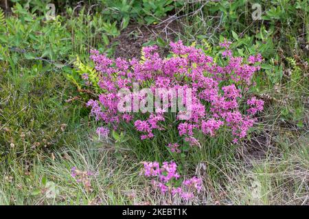 Gewöhnliche Pechnelke, Pechnelke, Silene viscaria, Viscaria vulgaris, mouche à chat collante, campion de Mclammy, campion de Mclammy, le Silène visqueux Banque D'Images