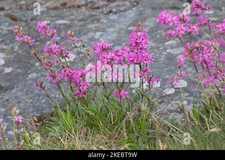 Gewöhnliche Pechnelke, Pechnelke, Silene viscaria, Viscaria vulgaris, mouche à chat collante, campion de Mclammy, campion de Mclammy, le Silène visqueux Banque D'Images