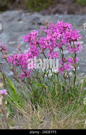 Gewöhnliche Pechnelke, Pechnelke, Silene viscaria, Viscaria vulgaris, mouche à chat collante, campion de Mclammy, campion de Mclammy, le Silène visqueux Banque D'Images