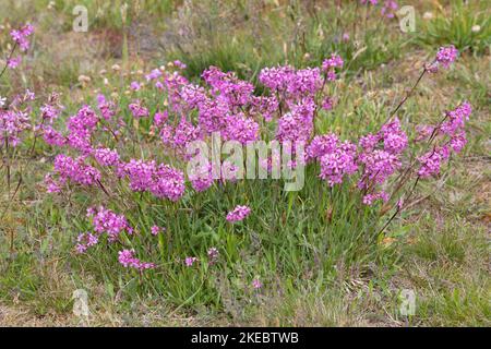 Gewöhnliche Pechnelke, Pechnelke, Silene viscaria, Viscaria vulgaris, mouche à chat collante, campion de Mclammy, campion de Mclammy, le Silène visqueux Banque D'Images