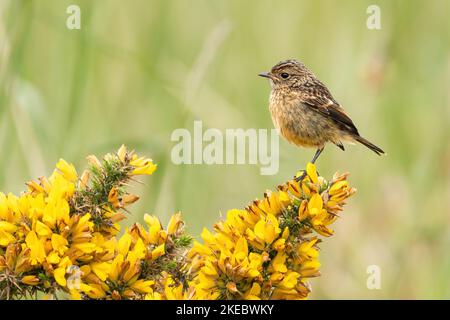 Jeune stonechat perché sur un buisson de gorge au printemps, Yorkshire, Royaume-Uni Banque D'Images