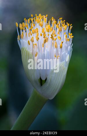 Fleur de Snowbrush de Dappled (Haemanthus albiflos) Banque D'Images